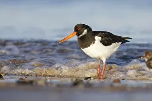 Oystercatcher Eurasian Oystercatcher - Standing in the surf as it washes up onto the sand