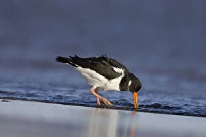 Images Dated 30th January 2008: Oystercatcher - Feeding on morsels washed in by the incoming surf