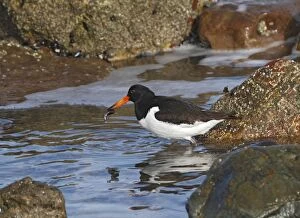 Images Dated 13th February 2010: Oystercatcher - feeding on mussel 8550