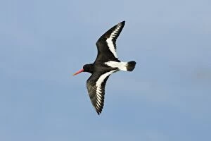 Images Dated 14th June 2008: Oystercatcher - in flight