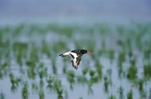 Oystercatcher - in flight