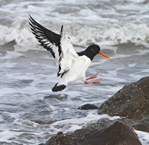Images Dated 13th February 2010: Oystercatcher - in flight landing on rock 8545