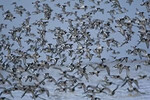 Oystercatcher flock in flight over the sea