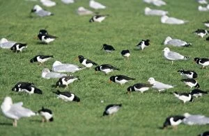 OYSTERCATCHER - Flock with Gulls feeding in winter on coastal meadows