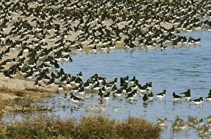 Oystercatcher Prints: Oystercatcher - flock on shingle shore