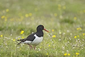 Images Dated 25th June 2010: Oystercatcher - In flower meadow