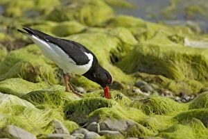 Images Dated 17th June 2012: Oystercatcher - foraging amongst seaweed at low tide
