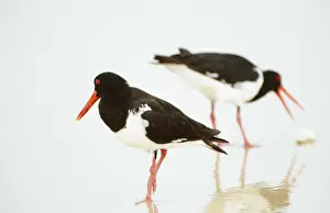Oystercatcher Prints: Oystercatcher - foraging at water's edge on surf beach for Eugarie shell (Donax deltoides)