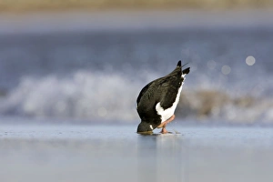 Images Dated 30th January 2008: Oystercatcher - With head and bill buried deep in sand to pull out a hidden worm