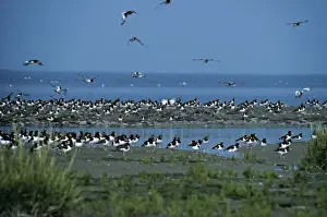 Mudflat Prints: Oystercatcher At high tide