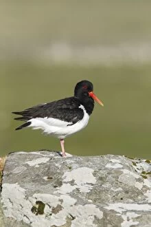 Images Dated 15th June 2012: Oystercatcher - on lichen covered boulder
