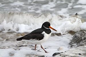 Images Dated 13th February 2010: Oystercatcher - looking for food - North Wales 8518