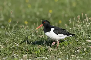 Oystercatcher Prints: Oystercatcher - Machair - North Uist - Outer Hebrides