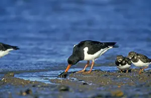 Mudflat Prints: Oystercatcher With mussel