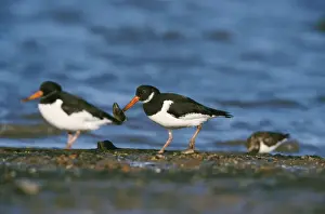 Oystercatcher With mussel