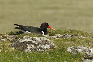 Images Dated 27th May 2012: Oystercatcher - on nest