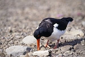 Images Dated 1st September 2011: Oystercatcher - at nest with egg