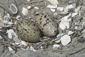 Images Dated 11th June 2005: Oystercatcher nest and eggs - At Het Zwin Nature Reserve, near Knokke, Belgium