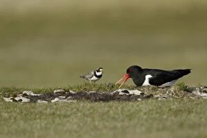 Images Dated 27th May 2012: Oystercatcher - on nest warning approaching Ringed