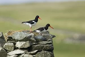 Oystercatcher - pair on abandoned croft