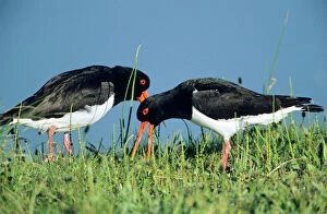 Displays Collection: Oystercatcher - pair courtship displaying