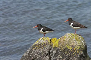 Shetland Island Collection: Oystercatcher - Pair on rock Shetland Mainland, UK BI011007