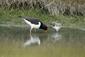 Oystercatcher - parent bird with chick in creek searching for food