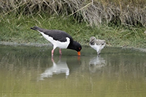 Oystercatcher - chick