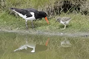 Images Dated 15th June 2009: Oystercatcher - parent bird feeding chick, Island of Texel, Holland