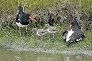 Oystercatcher - chick