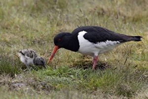 Oystercatcher - Parent feeding chick on moorland