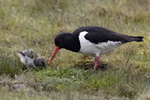 Oystercatcher - Parent feeding chick on moorland Northumberland, England