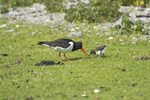 Shetland Island Collection: Oystercatcher - Parent feeding chick with worm Shetland Mainland, UK BI010996