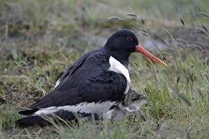 Images Dated 23rd May 2005: Oystercatcher - Parent protecting chicks from rain on moorland Northumberland, England