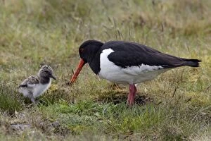 Oystercatcher - Parent tending chick on moorland
