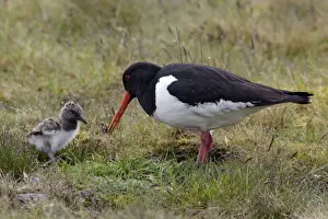 Oystercatcher - Parent tending chick on moorland Northumberland, England