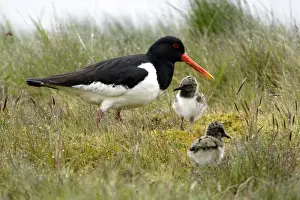 Oystercatcher Prints: Oystercatcher - Parent tending chicks on moorland Northumberland, England