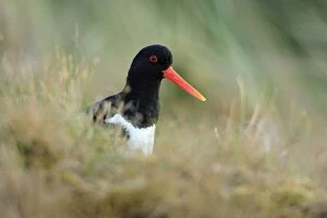 Images Dated 12th June 2008: Oystercatcher - portrait of bird