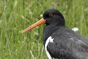 Images Dated 15th June 2009: Oystercatcher - portrait, Island of Texel, Holland
