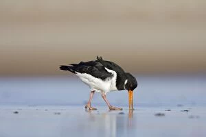 Oystercatcher - Probing into the sand for a worm