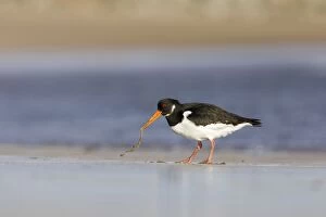 Images Dated 30th January 2008: Oystercatcher - Pulling worm from sand