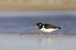 Images Dated 30th January 2008: Oystercatcher - Pulling worm from sand