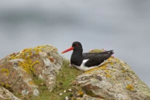 Oystercatcher - resting amongst cliff top boulders