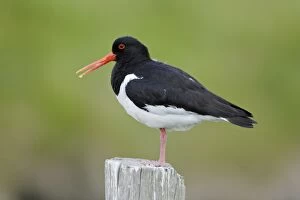 Images Dated 14th June 2008: Oystercatcher - resting on fence post