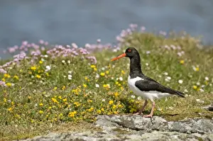 Oystercatcher - on rock - South Uist - Outer Hebrides