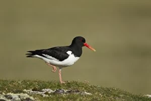 Images Dated 27th May 2012: Oystercatcher - on rocky mound in coastal grassland