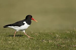 Images Dated 27th May 2012: Oystercatcher - running over coastal grassland