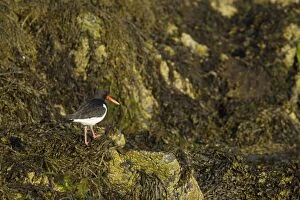 Images Dated 27th May 2012: Oystercatcher - on seaweed covered shore at low tide