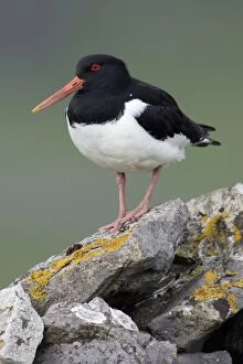 Images Dated 17th May 2005: Oystercatcher - Sitting on moorland wall Durham, England