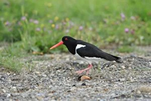 Oystercatcher - sneaking away from nest